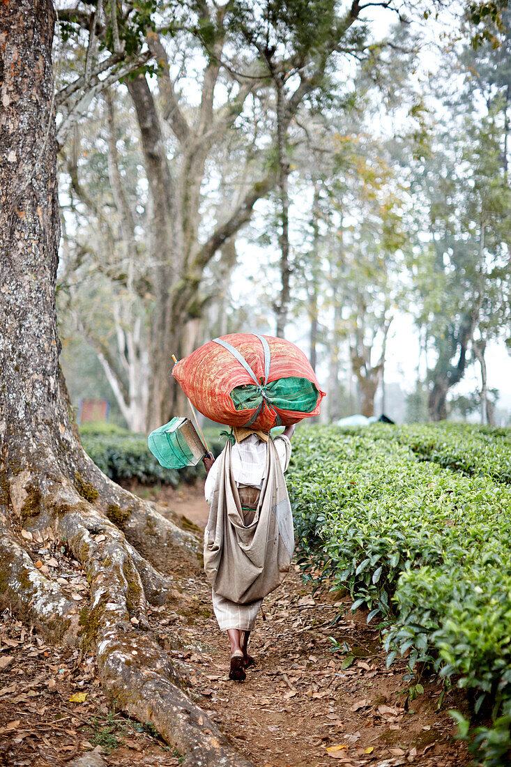 Teepflueckerin mit ca. 20 Kg Teeblaettern auf dem Kopf, Wege zwischen Teebaeumen, deren Blaetter alle 20 Tage oben abgeerntet werden, 10 Km westlich Valparai, Tamil Nadu, Western Ghats, Indien