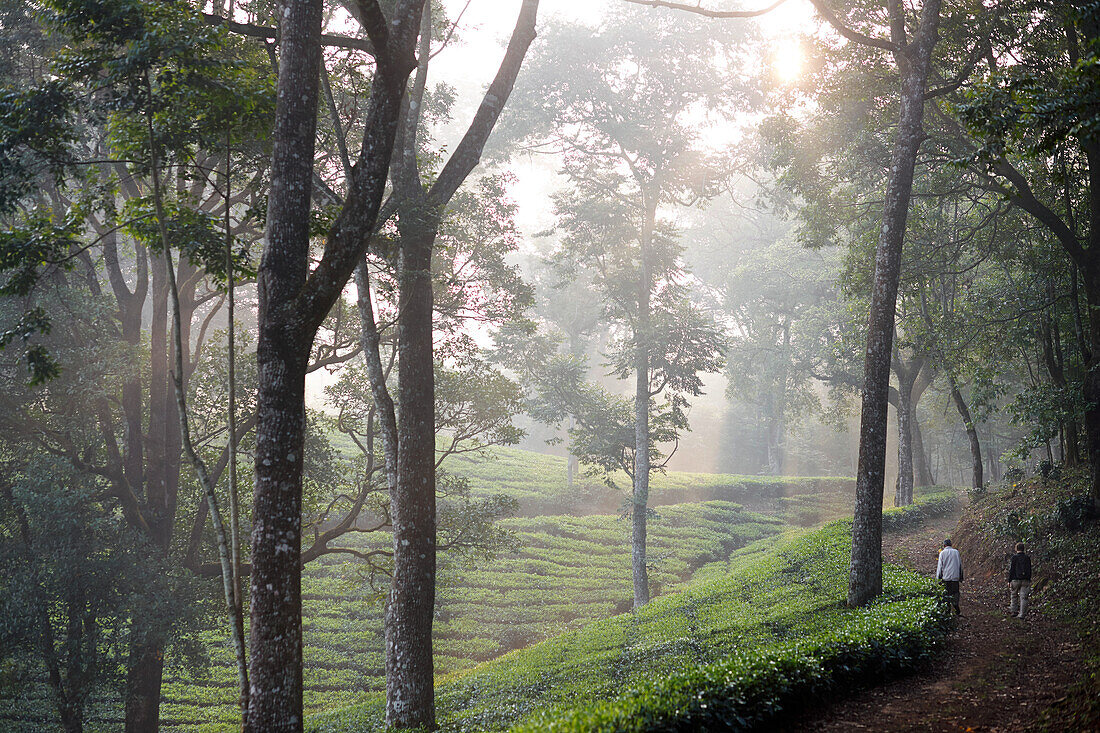 Walk through tea plantation and Silver Oak Trees at Woodhouse Mansion, Woodbriar Tea Estates in Valparai, Tamil Nadu, Western Ghats, India
