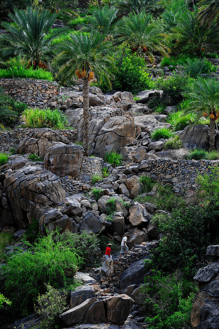 Sultanate of OMAN, DAKHLIYAH area, Misfat al Abriyeen, 2 persons are climbing up a stone staircase in a palm tree plantation