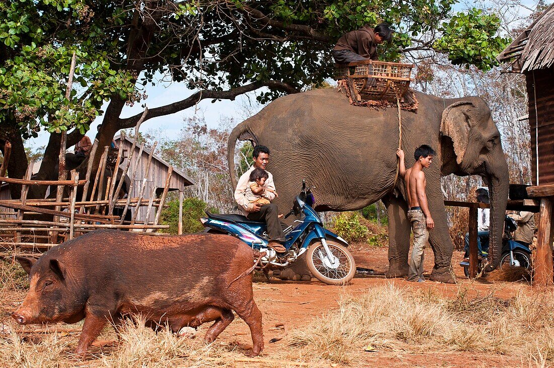 Camdodia, Ratanakiri Province, Pom O'Katieng village, O'Katieng stream, the mahout Ros Seanghu on his elephant aged 73