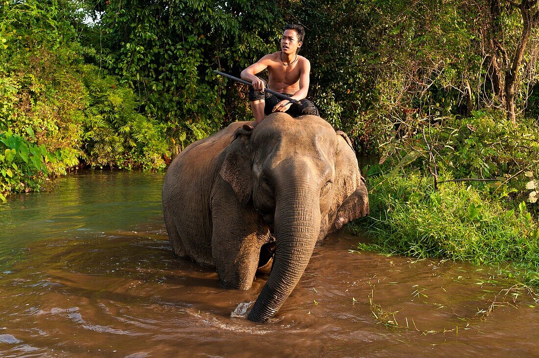 Camdodia, Ratanakiri Province, Pom O'Katieng village, O'Katieng stream, the mahout Chvin Ampeul gives his elephant a bath