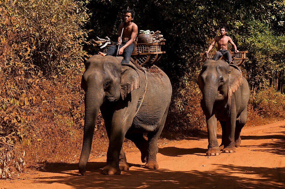 Camdodia, Ratanakiri Province, going to the Okatchang waterfall, the mahouts Ros Seanghu and Chvin Ampeul on their elephants