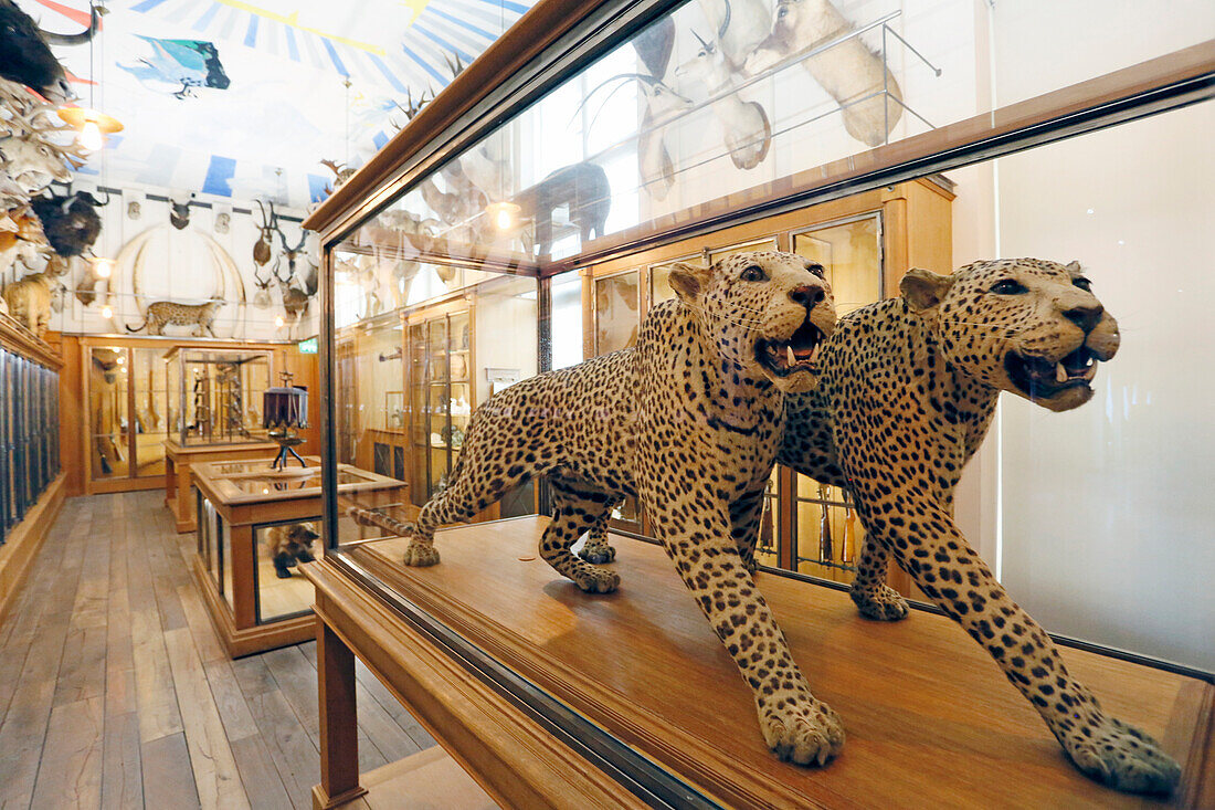 France,Paris, 3rd district, Museum of Nature and Hunting, The Trophy Room, Panthers Africa naturalized
