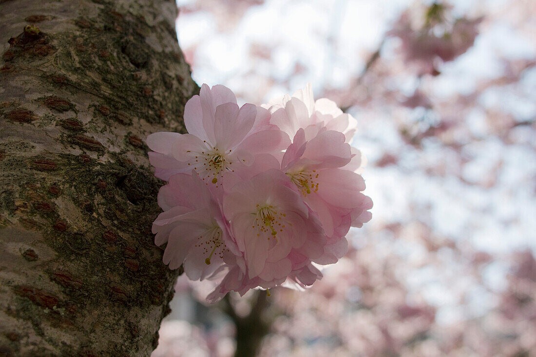 France, Nantes, Tree in blossom