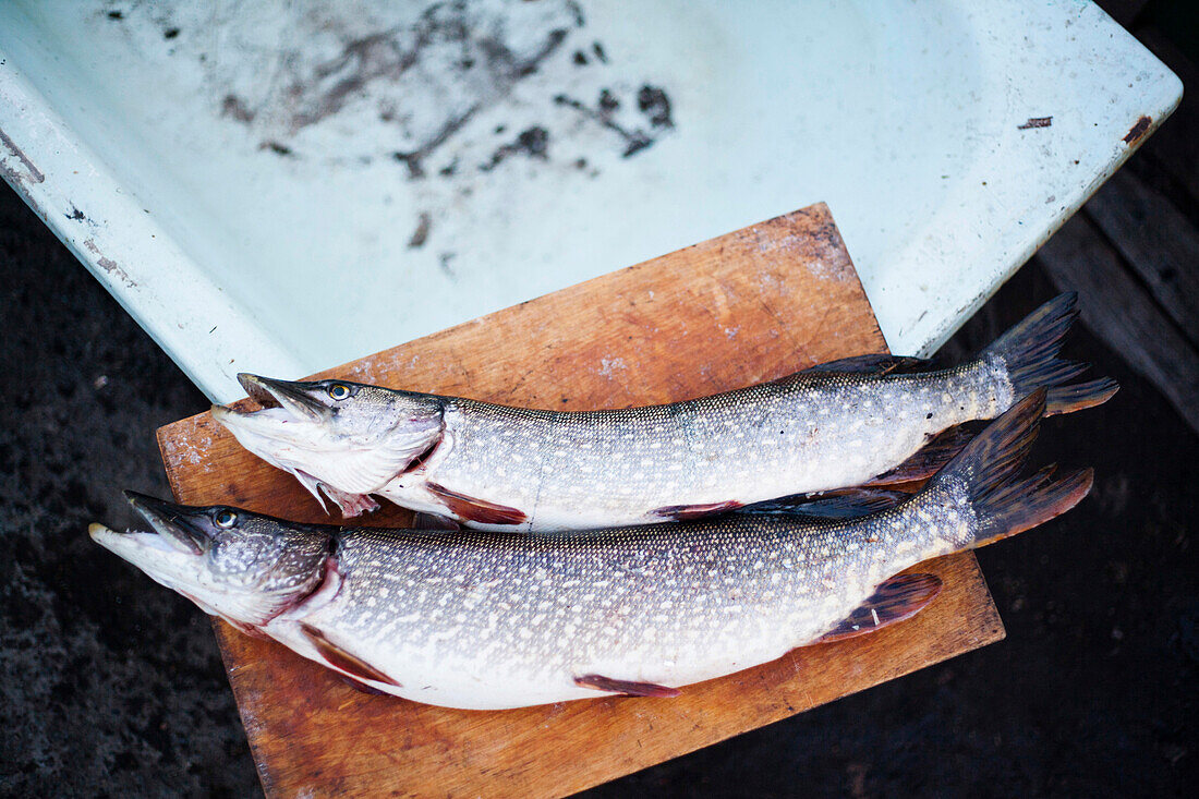 Close up of fresh caught fish on cutting board