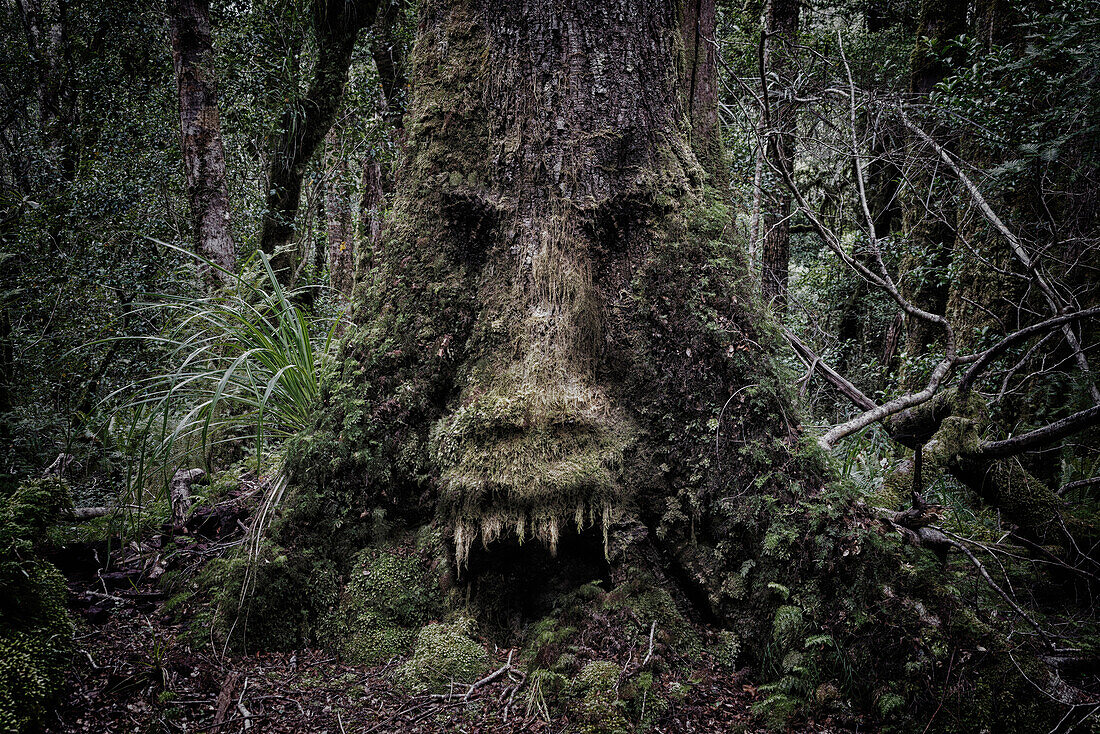 Face growing in moss on tree in lush forest