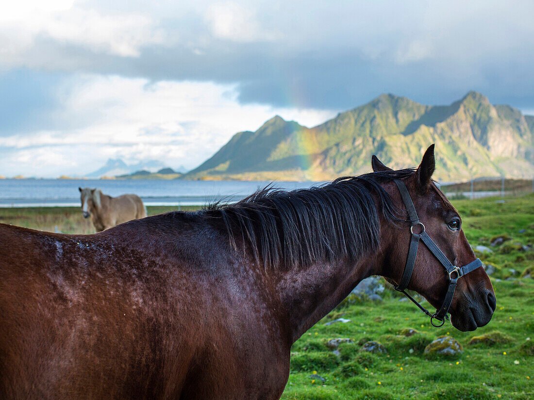 Close up of horses grazing in coastal fields