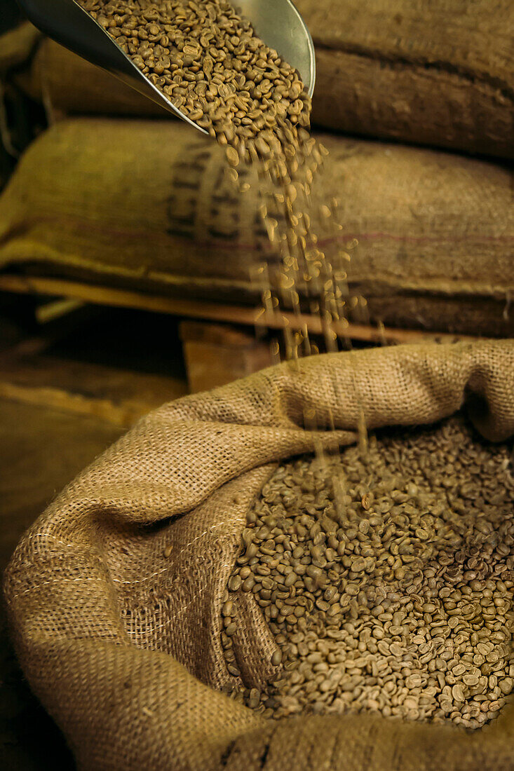 Shovel pouring raw coffee beans into sack