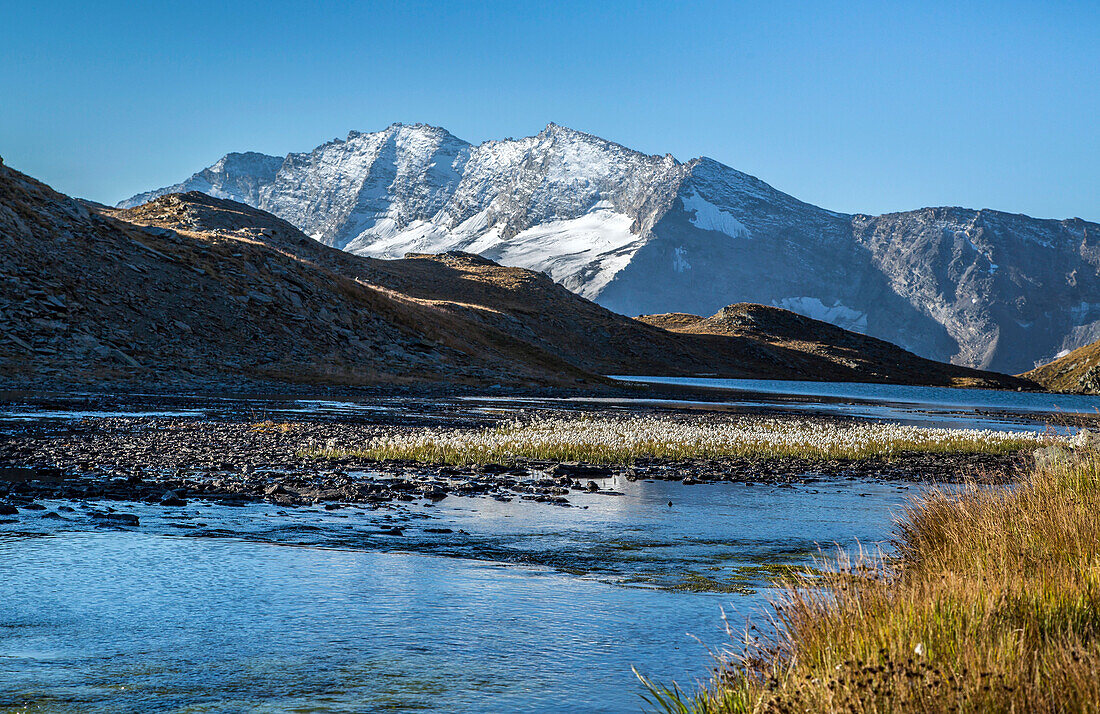 Blooming of eriofori (cotton grass), Levanne mountains. Gran Paradiso National Park, Alpi Graie (Graian Alps), Italy, Europe