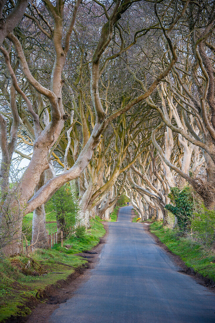 The Dark Hedges in Northern Ireland, beech tree avenue, Northern Ireland, United Kingdom, Europe