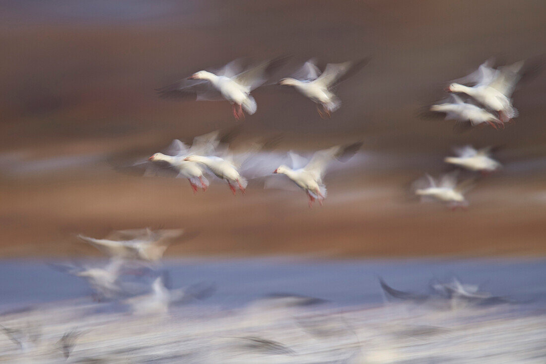 Snow goose (Chen caerulescens) flock in flight, Bosque del Apache National Wildlife Refuge, New Mexico, United States of America, North America
