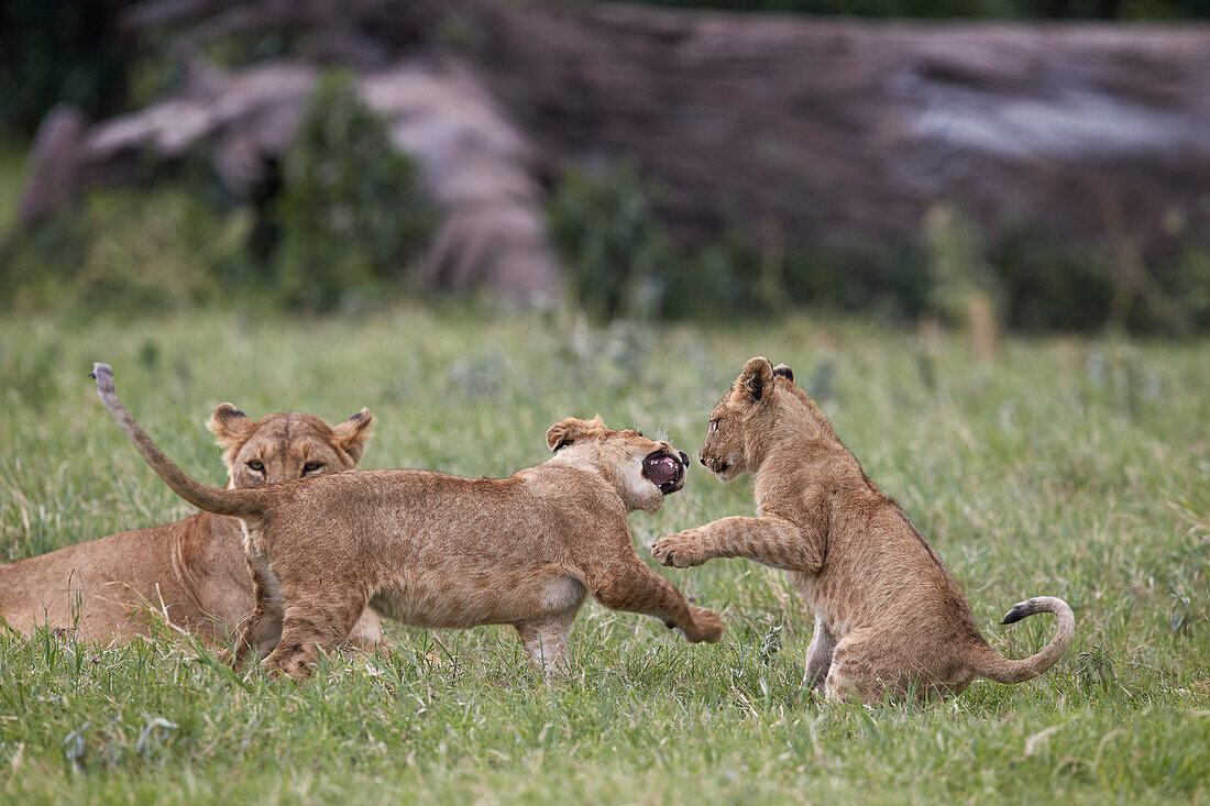 Lion (Panthera Leo) cubs playing, Ngorongoro Crater, Tanzania, East Africa, Africa