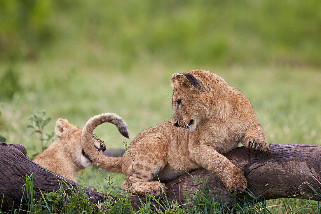 Lion (Panthera Leo) cubs playing, Ngorongoro Crater, Tanzania, East Africa, Africa