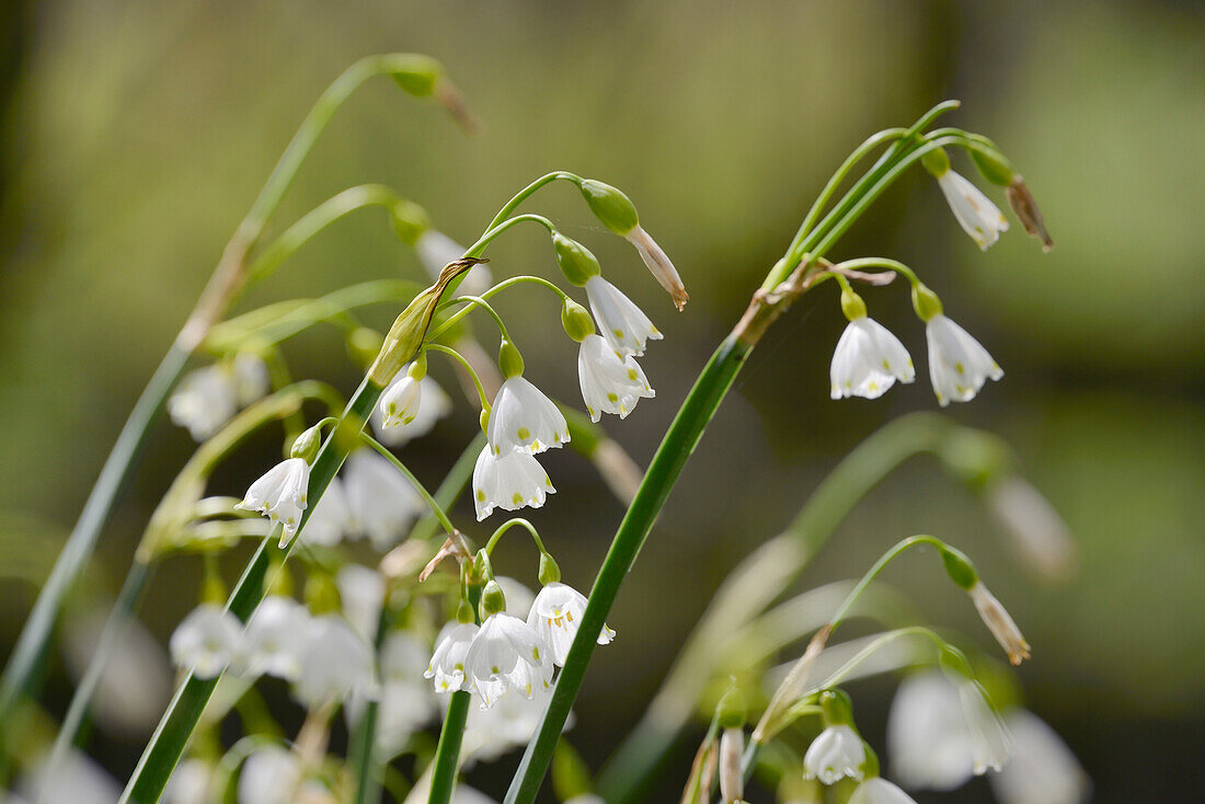 Summer snowflake (Loddon lily (Leucojum aestivum) flowering in damp riverside woodland, Wiltshire, England, United Kingdom, Europe