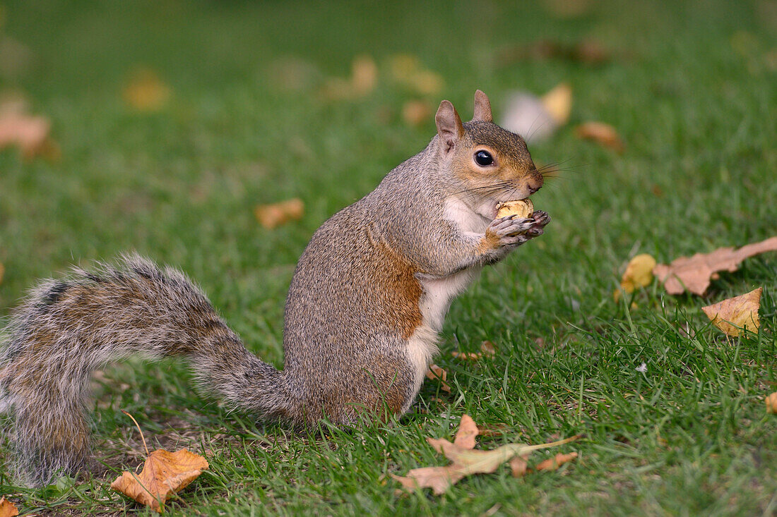 Grey squirrel (Sciurus carolinensis) biting into a peach stone left by a tourist on a lawn in St. James's Park, London, England, United Kingdom, Europe