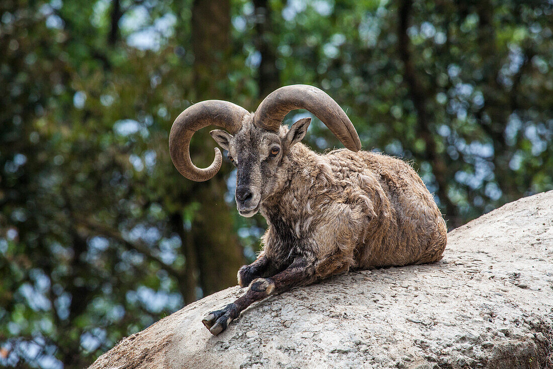 Typical goat of northern India rests on a rock in the sun in a wildlife reserve, Darjeeling, India, Asia