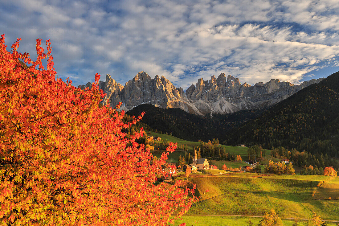 Red cherry trees in autumn color the country road around St. Magdalena village, in the background the Odle Mountains, Val di Funes, South Tyrol, Italy, Europe
