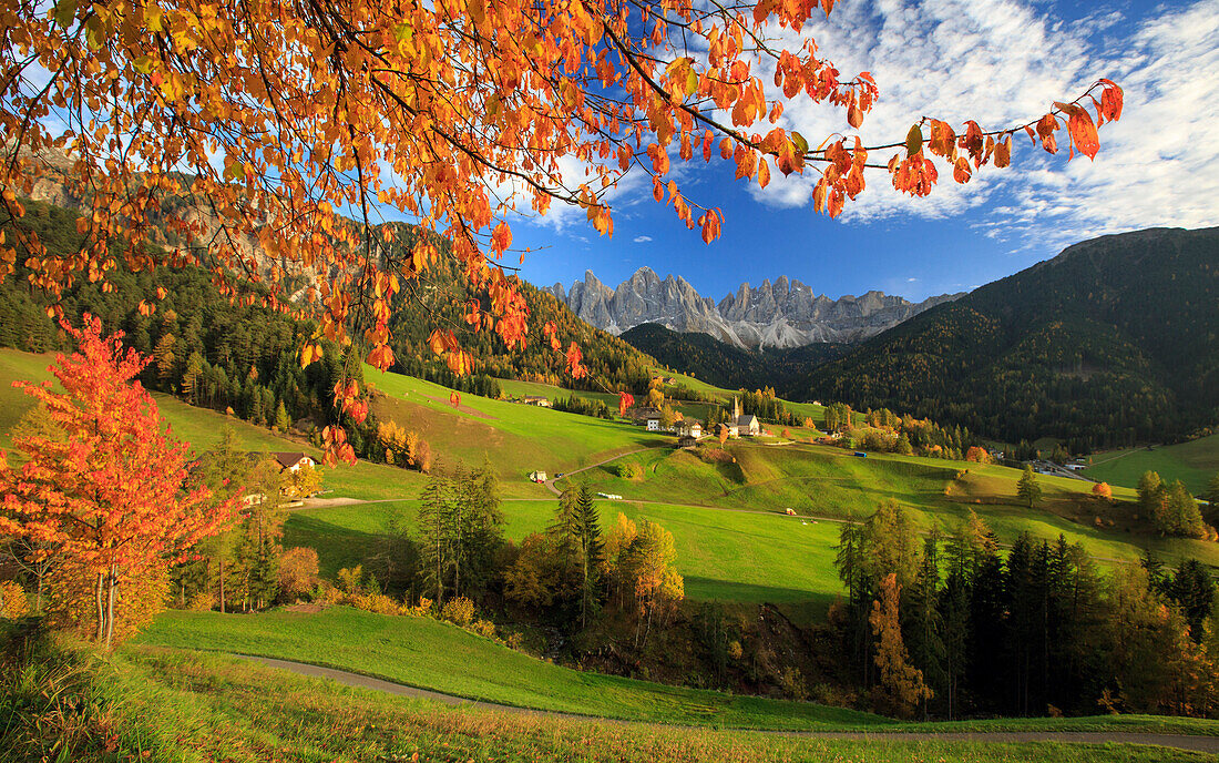 The autumn colors of a tree overlooking Val di Funes and St. Magdalena village with the Odle Mountains, Dolomites, in the background, South Tyrol, Italy, Europe