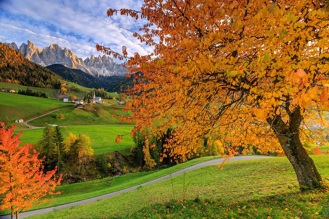 Red cherry trees in autumn color the country road around St. Magdalena village, in the background the Odle Mountains, South Tyrol, Italy, Europe