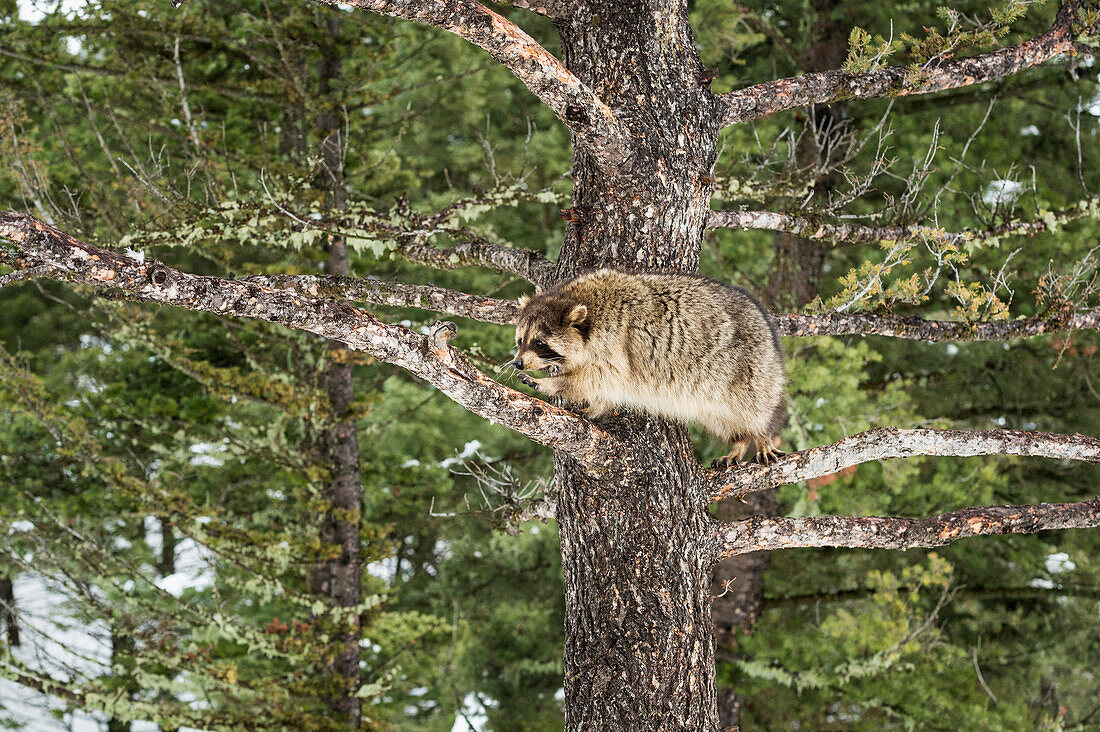 Racoon (raccoon) (Procyon lotor), Montana, United States of America, North America