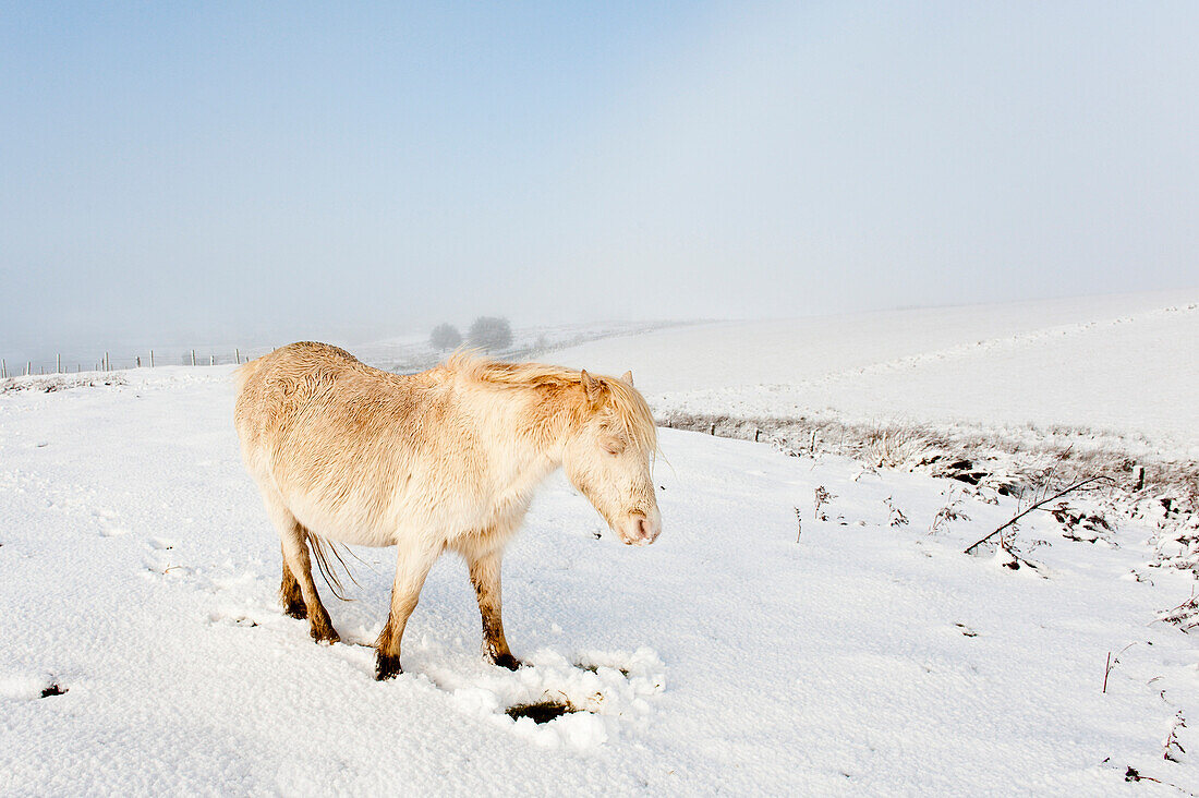 A Welsh pony forages for food under the snow on the Mynydd Epynt moorland, Powys, Wales, United Kingdom, Europe