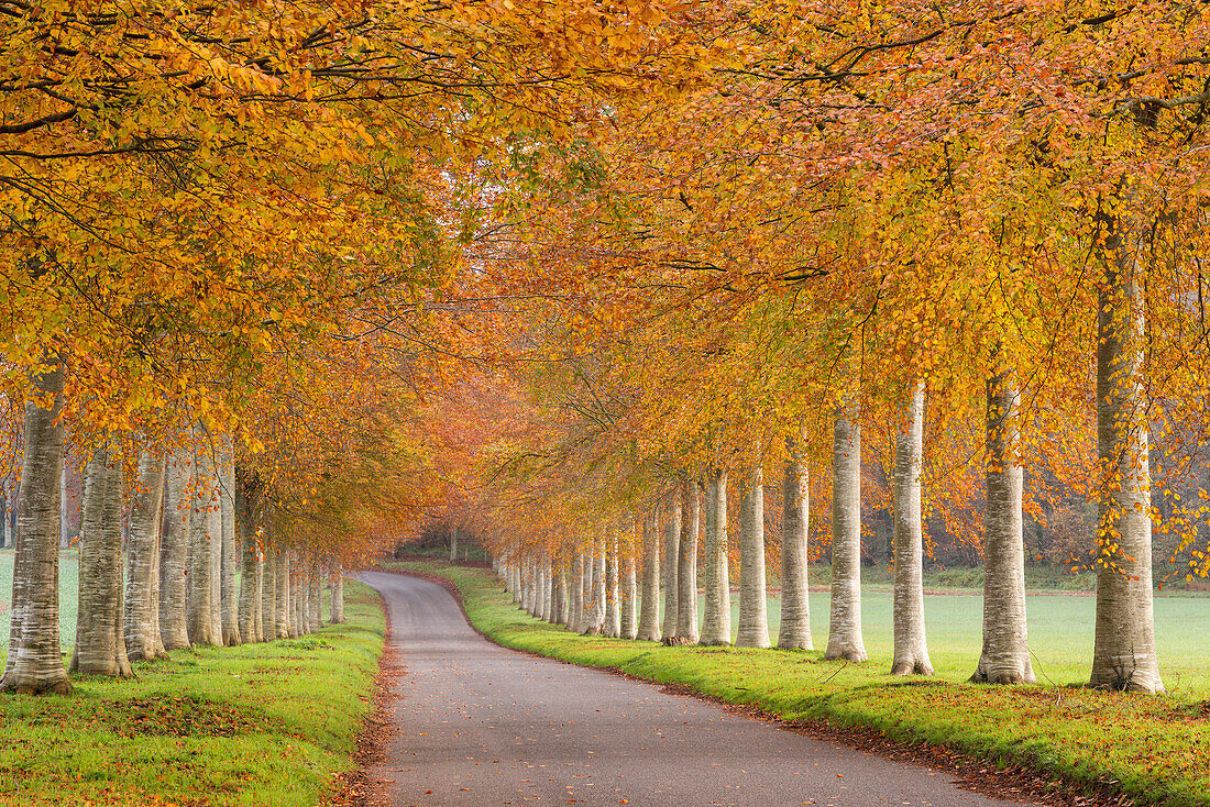 Colourful tree lined avenue in autumn, Dorset, England, United Kingdom, Europe