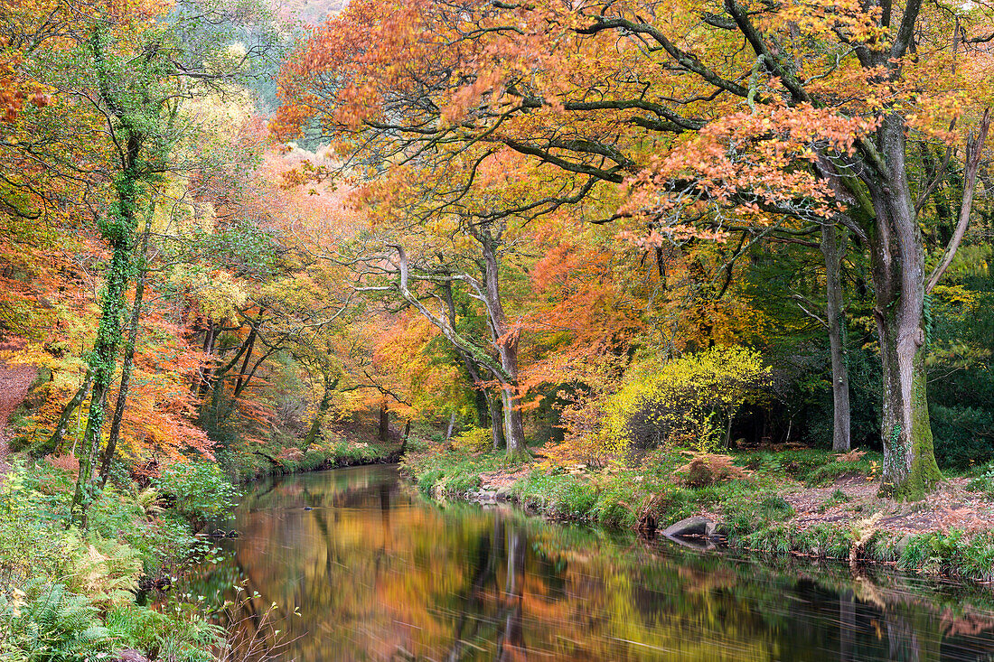 Autumn foliage along the banks of the River Teign at Fingle Bridge, Dartmoor National Park, Devon, England, United Kingdom, Europe