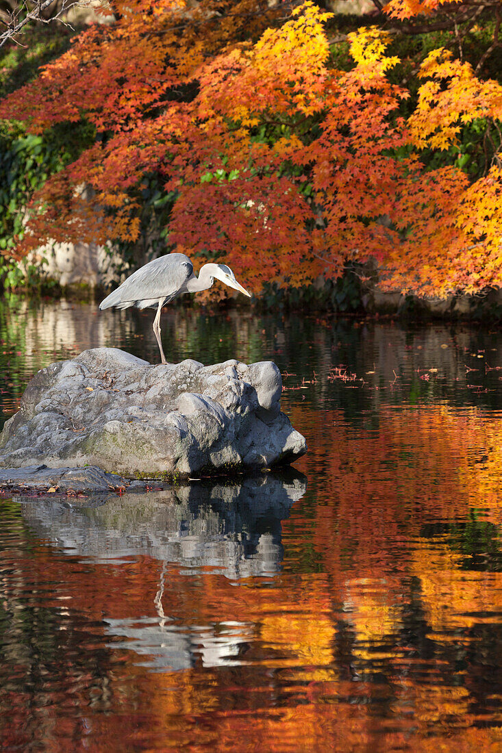 Heron on lake in autumn, Eikan-do Temple, Northern Higashiyama, Kyoto, Japan, Asia