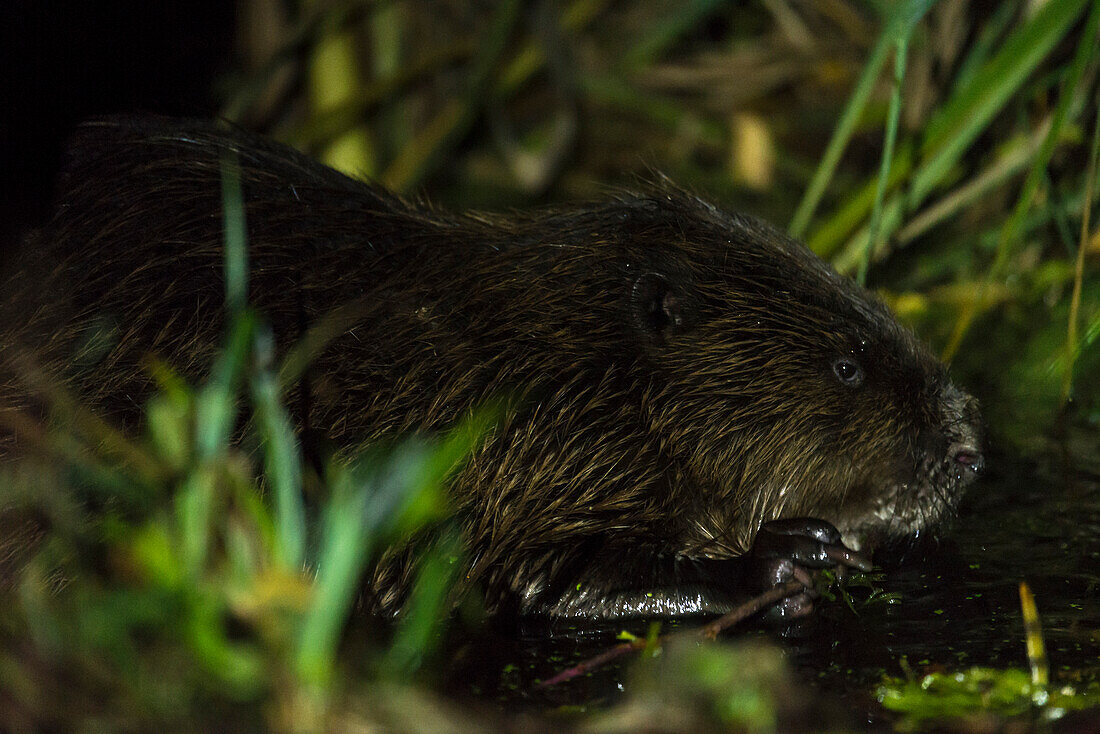 Beaver eating a tree branch on a river bank at night - Linum in Brandenburg, north of Berlin, Germany