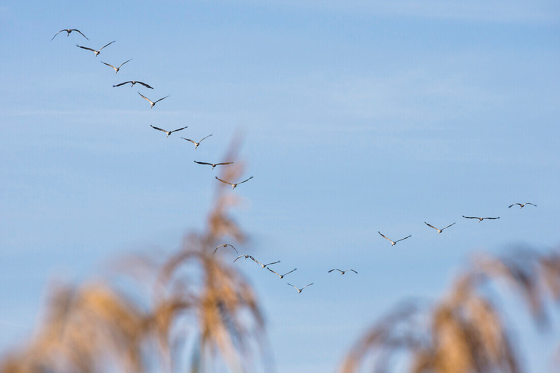 Cranes approaching in formation with reeds in the foreground - Linum in Brandenburg, north of Berlin, Germany