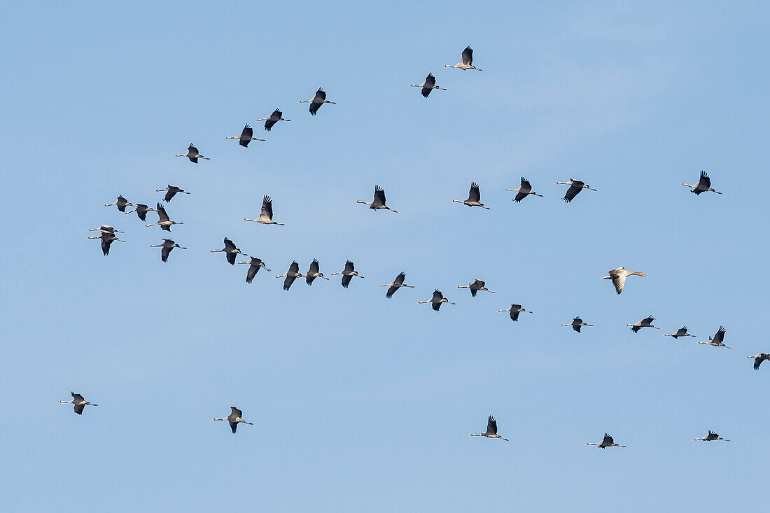 Big crane flock flying in formation under the blue sky. A gray goose flying in opposite direction - Linum in Brandenburg, north of Berlin, Germany