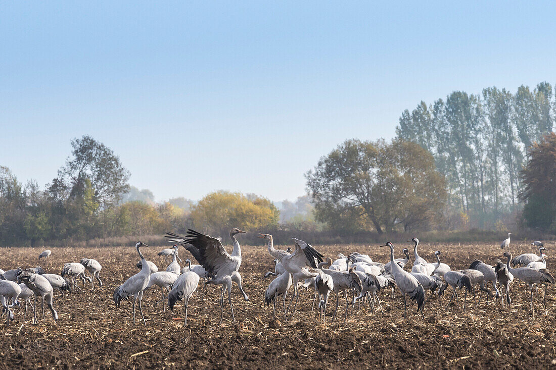 Group of cranes standing on harvested and plowed field and eating corn, young cranes fighting for food - Linum in Brandenburg, north of Berlin, Germany