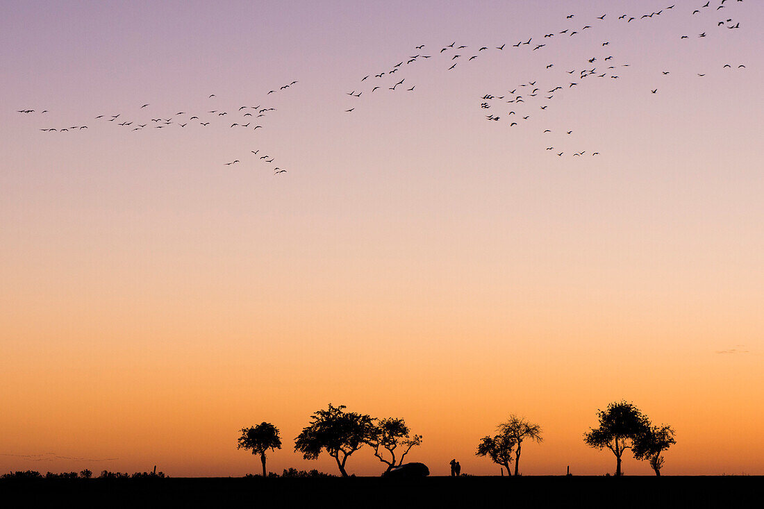 Silhouettes of in formation flying cranes in the red-coloured sky of the setting sun. In the foreground silhouettes of leafless trees in autumn. People watching the bird migration in the sky, Linum in Brandenburg, north of Berlin, Germany