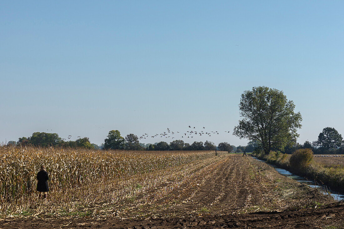 Woman standing between half harvested cornfield and water canal and watching cranes during feeding. Crane flock flying away, Linum in Brandenburg, north of Berlin, Germany