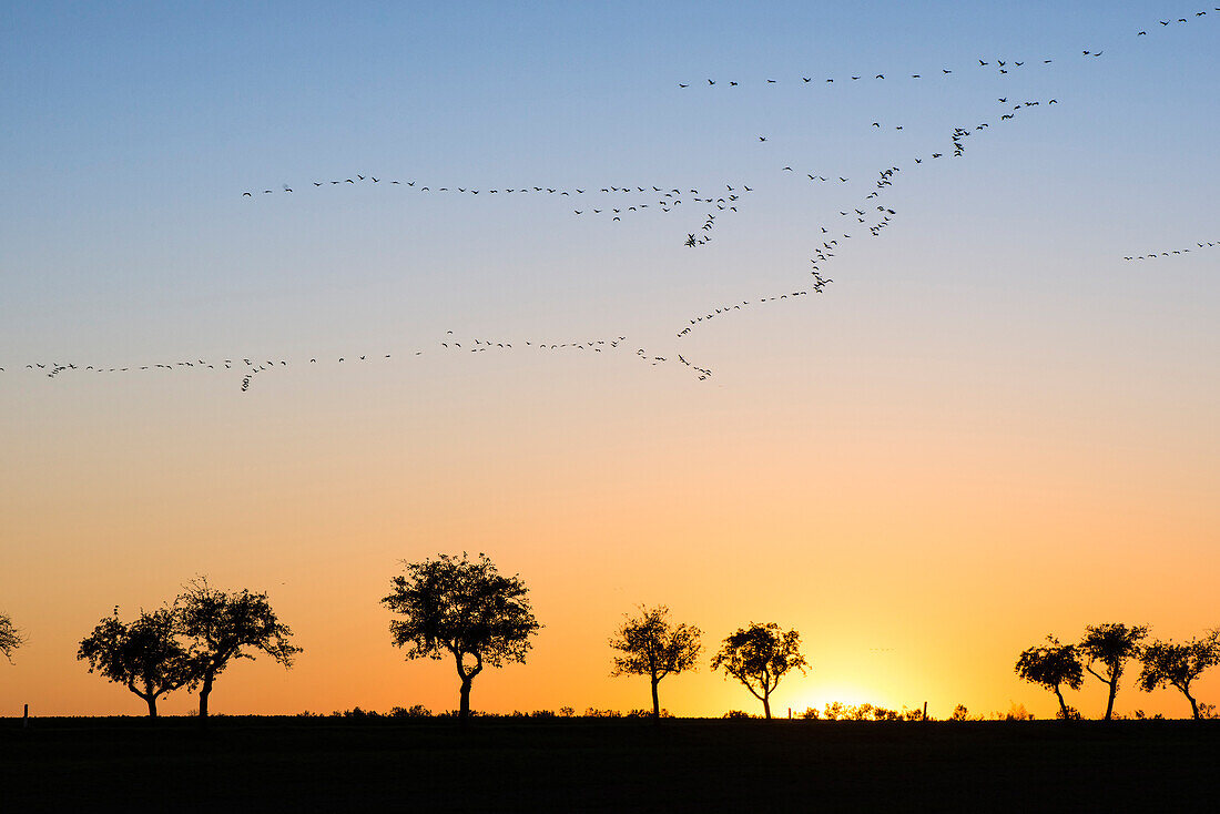 Silhouettes of cranes in formation flight in the red-colored sky of the setting sun. In the foreground silhouettes of many leafless trees in autumn, on the horizon, the last yellow sun rays, Linum in Brandenburg, north of Berlin, Germany