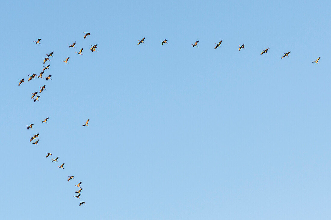 Großer Kranichschwarm im Formationsflug vor blauem Himmel im Licht der Abendsonne in großer Höhe, Linum in Brandenburg, nördlich von Berlin, Deutschland