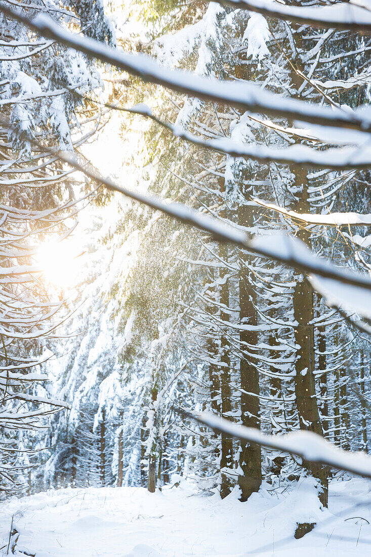 Winterwald mit Tannen, Sonne, Gegenlicht, Schnee, Holzhau, Sachsen, Deutschland