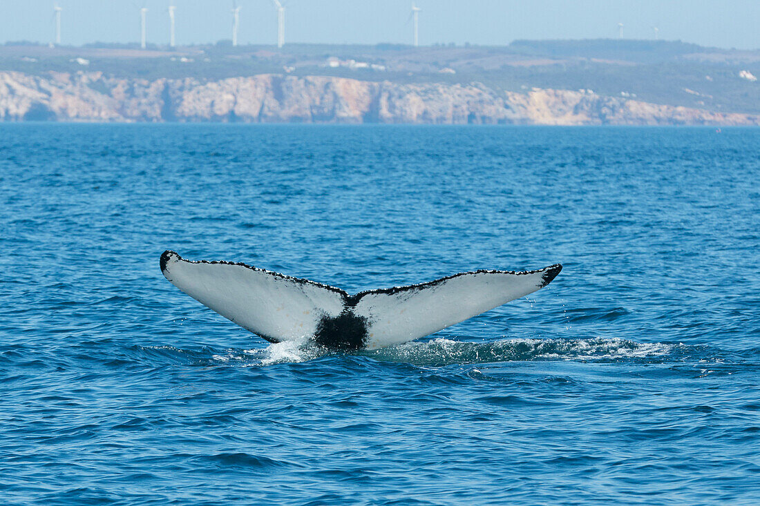 Fluke eines Buckelwals vor Sagres, Algarve, Portugal