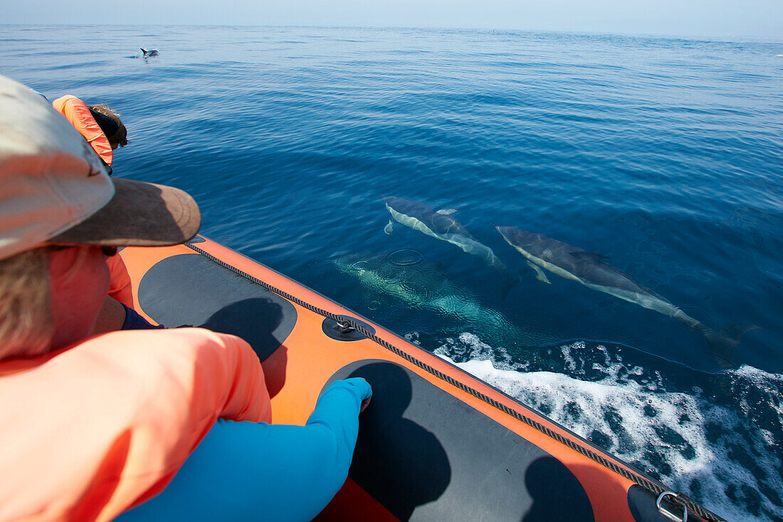 Schule gemeiner Delfine, Beobachtungsboot, vor Sagres, Algarve, Portugal