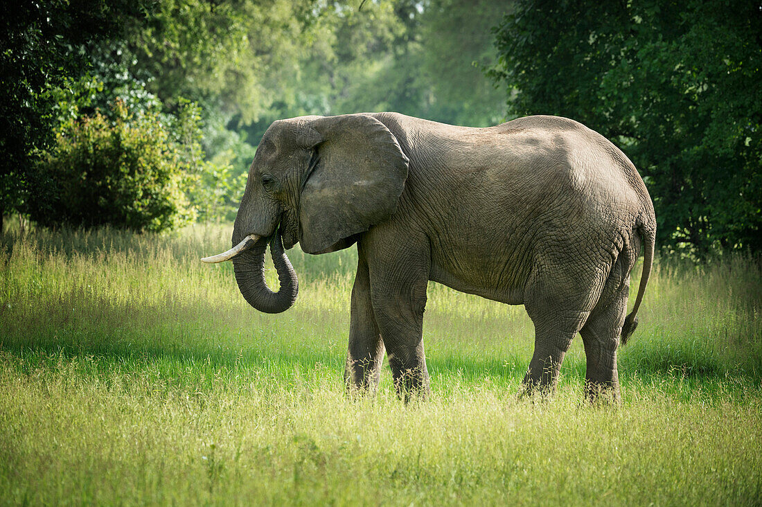 African elephant (Loxodonta), South Luangwa National Park, Zambia, Africa
