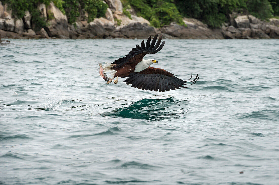 African fish eagle (Haliaeetus vocoder), bird of prey, Malawi, Africa