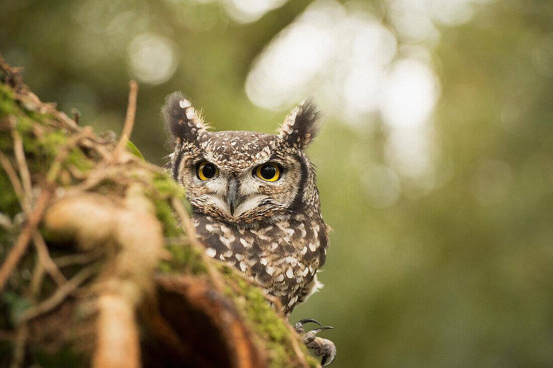 Spotted eagle owl (Bubo africanus), Herefordshire, England, United Kingdom, Europe