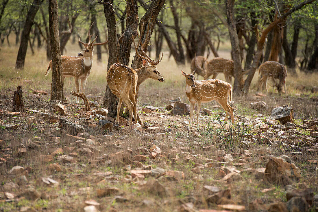 Spotted deer (cheetal) (chital deer) (axis deer) (Axis axis), Ranthambhore, Rajasthan, India, Asia