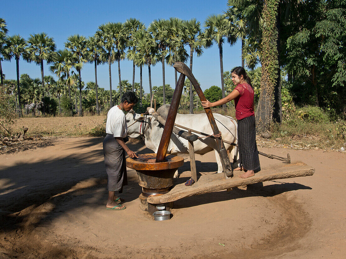 Farmers doing agricultural work in a field by the Irrawaddy River, Myanmar (Burma), Asia