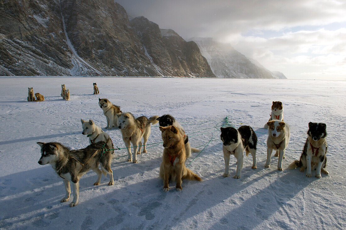 Greenlandic husky dog team staked to the ice near the floe edge in midnight sun, Greenland, Denmark, Polar Regions