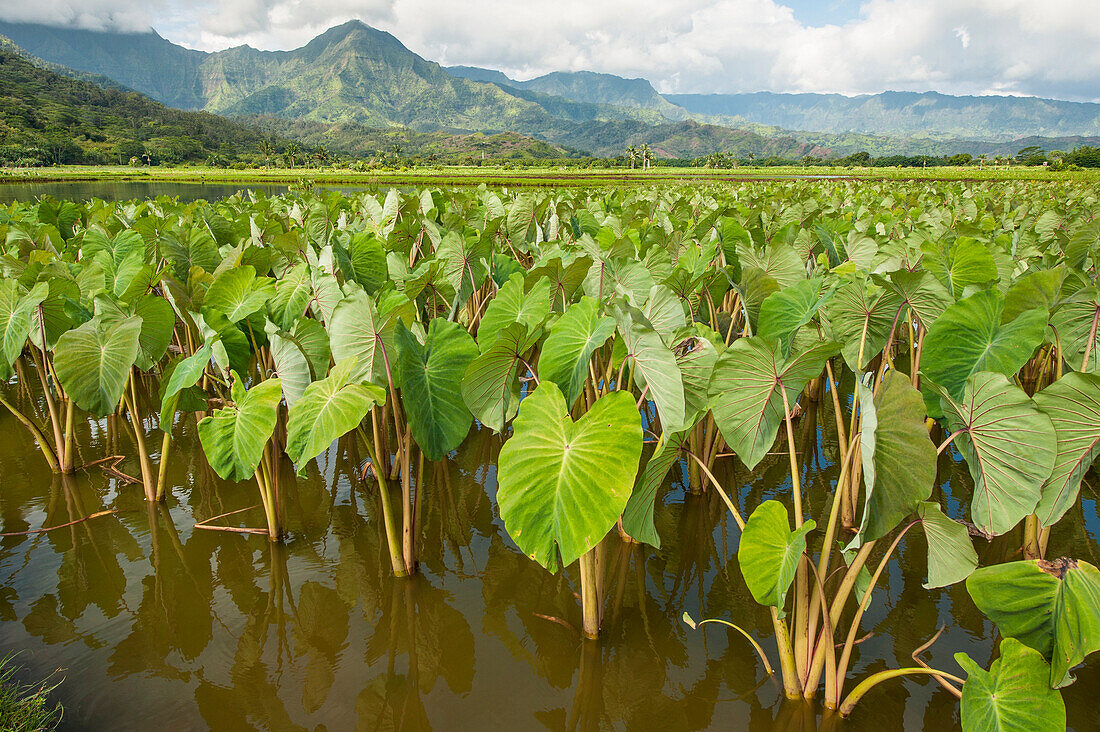 Taro fields in Hanalei National Wildlife Refuge, Hanalei Valley, Kauai, Hawaii, United States of America, Pacific