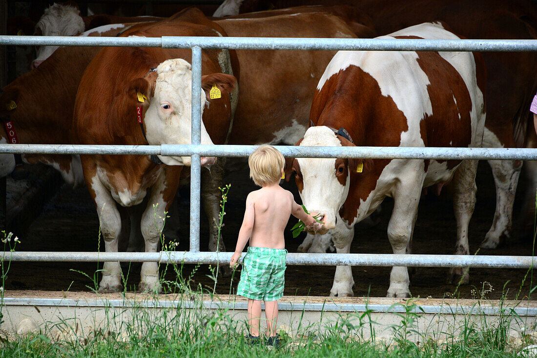 Child with cows, Bavaria, Germany