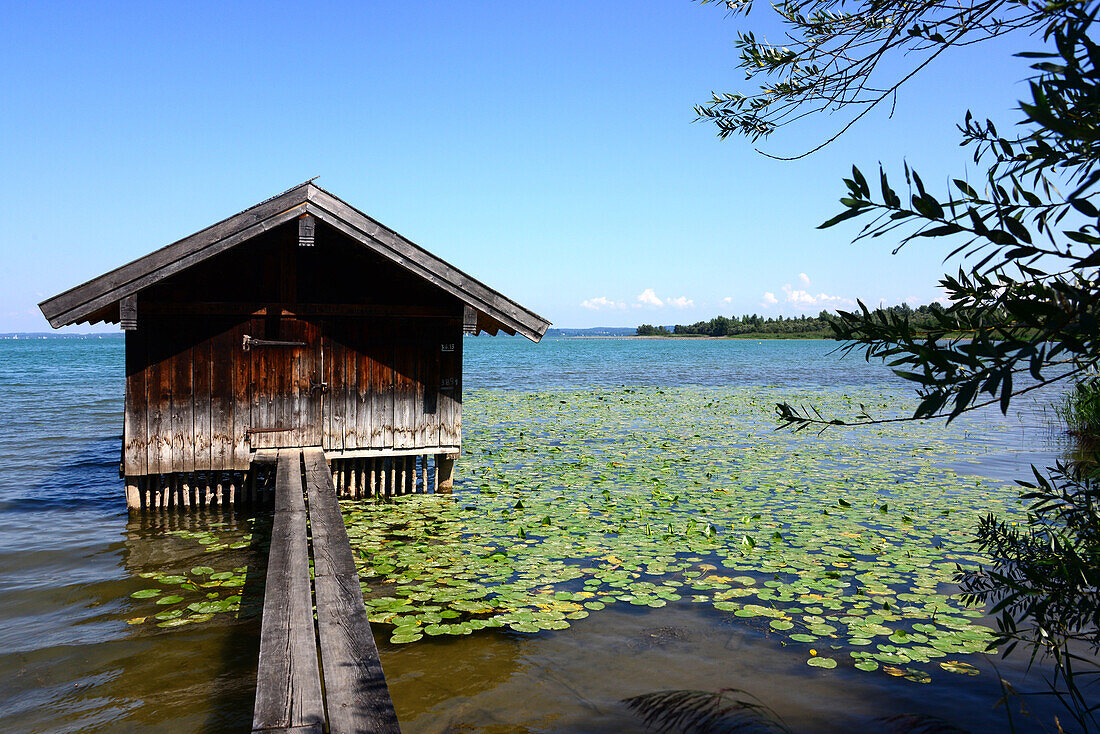 In the natural area at the southbound of Chiem lake, Chiemgau, Upper Bavaria, Bavaria, Germany