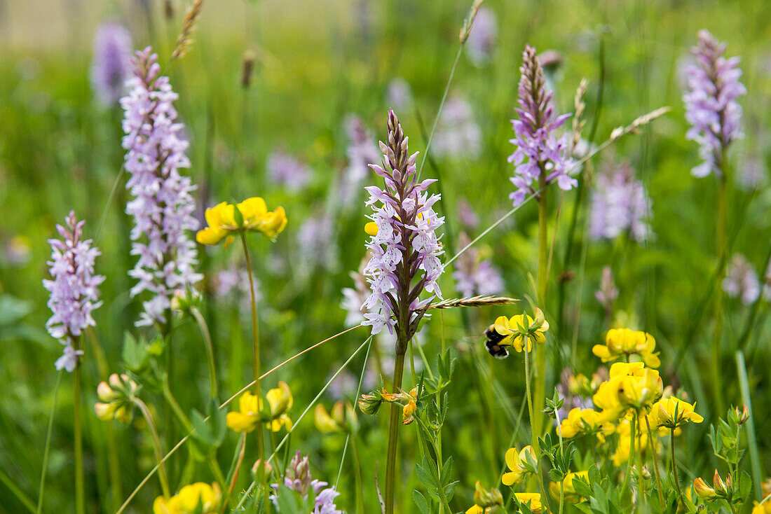 common spotted orchid (Dactylorhiza fuchsii), Buhlbachsee, near Baiersbronn, Black Forest National Park, Black Forest, Baden-Württemberg, Germany