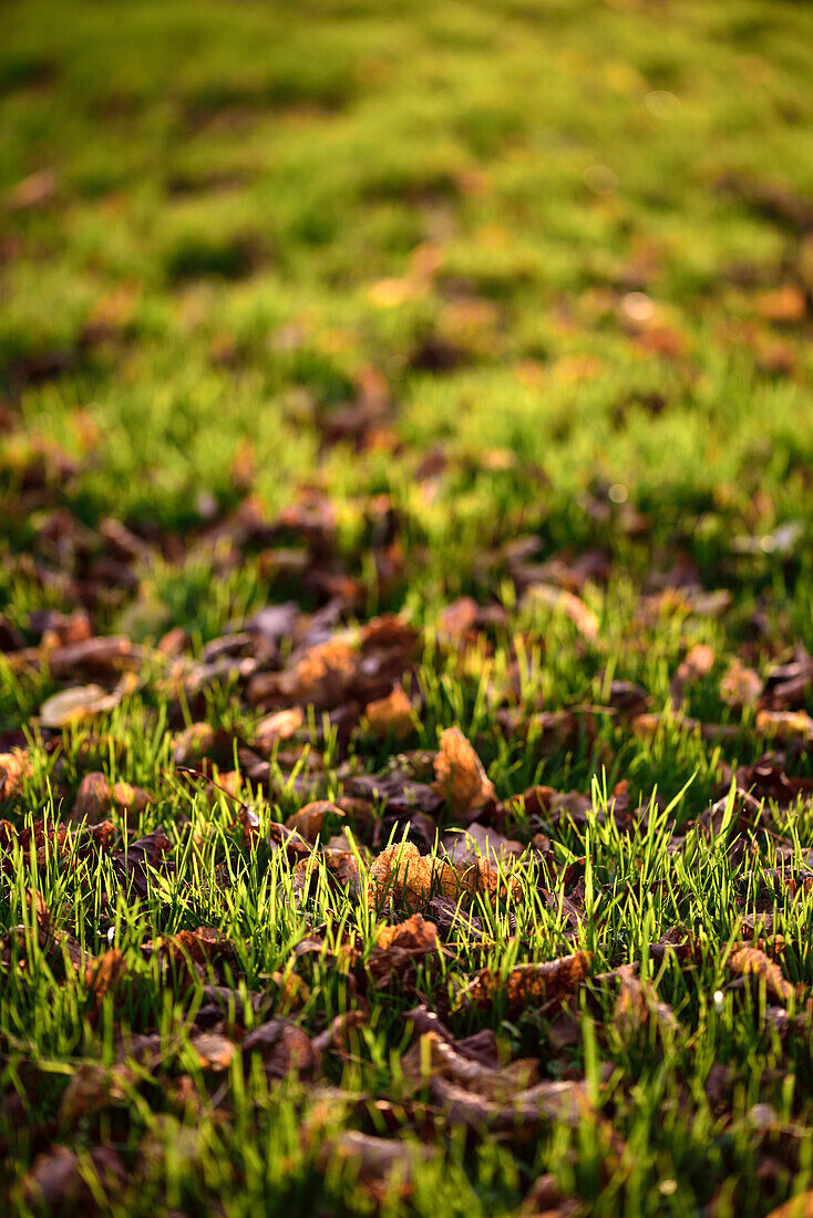 herbstliche Wiese mit braun verfärbten Eichenblättern im Gegenlicht, Borken, Nordrhein Westfalen, Deutschland